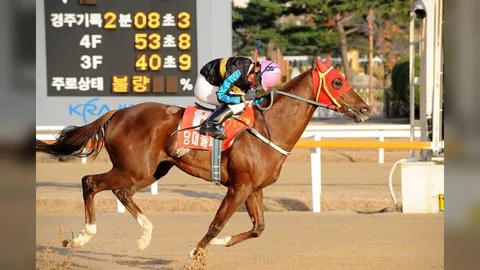 한국경마의 전설 ‘당대불패’...19세 나이로 영원히 잠들다