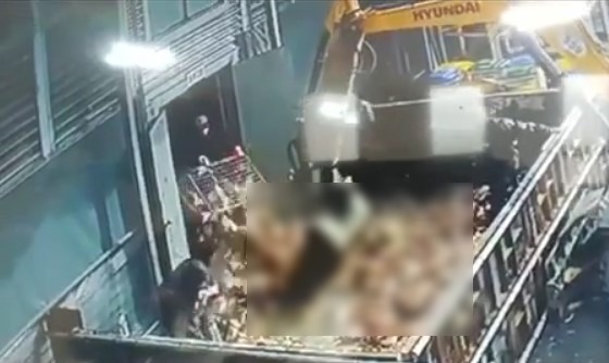 살아있는 닭, 포크레인으로 '꾹꾹'…비윤리적 AI 살처분 현장