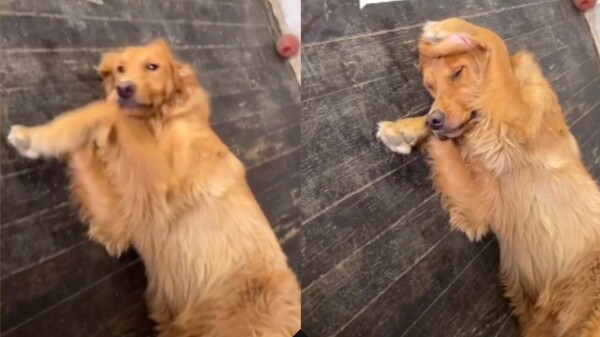 사진출처='@coreyhahn_' TikTok