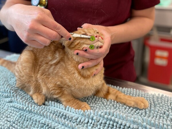 사진출처=MSPCA-Angell Animal Medical Center / Boston Herald