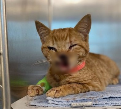 사진출처=MSPCA-Angell Animal Medical Center / Boston Herald