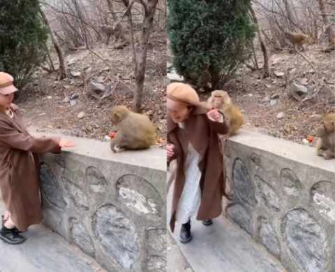 원숭이 먹이주다 '이것' 뺏겨버린 中 여성…"'진정한 '후방주의' 보여줬네!"