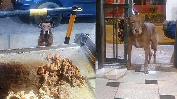 식당 마감 직전 나타나 음식 향해 '간절 눈빛' 보낸 강아지