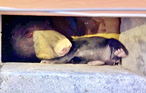 사진출처=Appalachian Bear Rescue 페이스북
