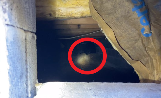 사진출처=Appalachian Bear Rescue 페이스북