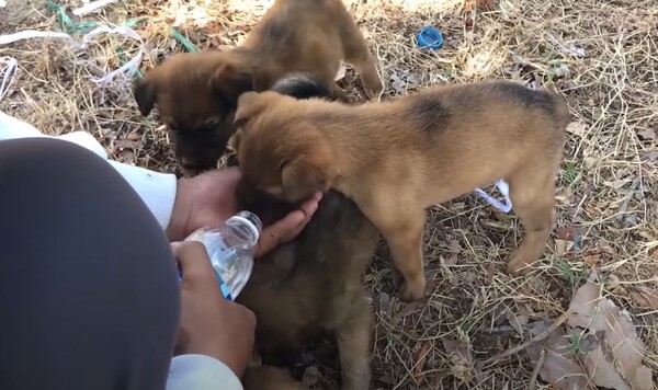 사진출처='Pet Adoption Center' 유튜브 채널