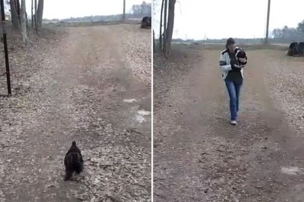 사진출처='Frog The Rooster' 페이스북