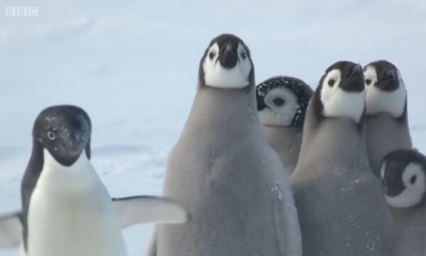 사진출처='BBC Earth' 유튜브 채널