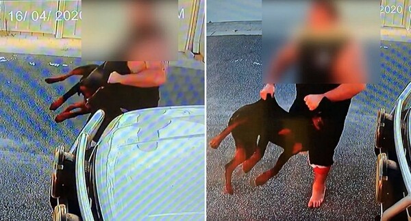 "3개월 된 강아지 무릎으로 가격" 호주 남성 동물학대 뭇매