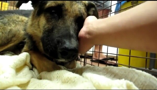 사진출처=Hope For Paws