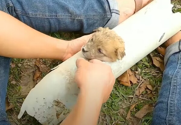 사진출처='Pitiful Animals' 유튜브 채널