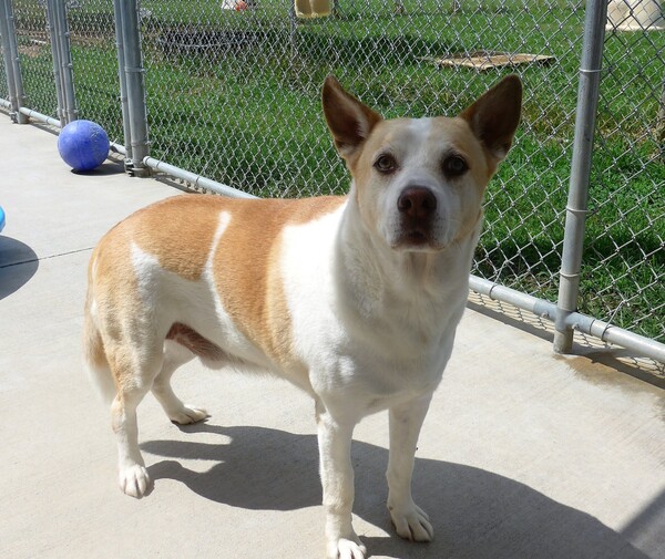 사진출처='Washington County, TN Animal Shelter' 페이스북