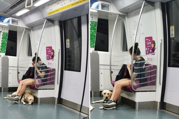 곤히 자다가 도착지 다가오자 '벌떡' 일어난 안내견