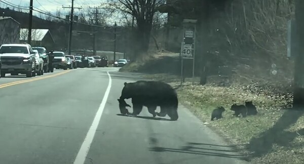 "육아는 동물도 힘들어" 말썽꾸러기 자녀에 '멘붕' 온 어미곰