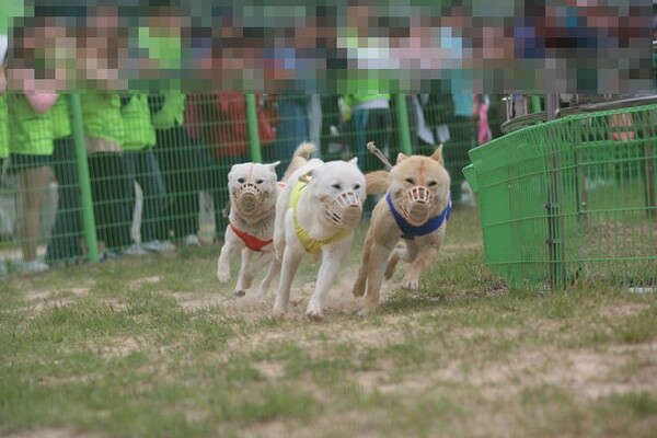 전남 명소로 알려진 '진도개 테마파크' 폐지 요청 논란