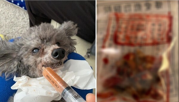스케일링 받으러 갔다 이빨 17개 뽑히고 실명된 강아지