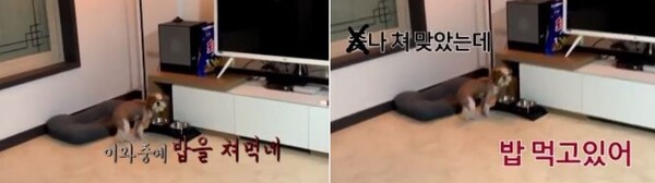 "X나 X 맞았는데, 밥 먹어…" 인기 유튜버, 9년 키운 반려견 학대 논란