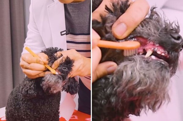 우리 댕냥이들 양치질 방법, '이것'만 제거해도 OK