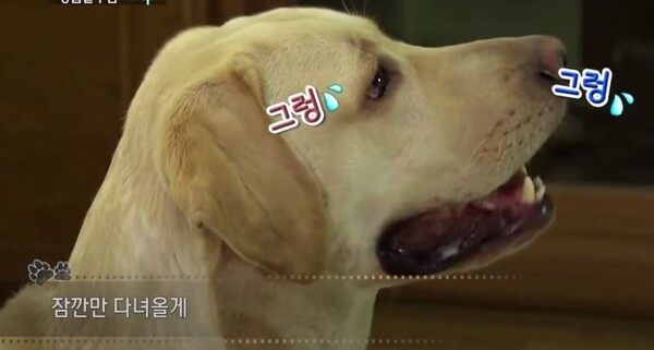 반려견 '분리불안' 증상, 사람의 공황발작 수준…극복하려면?