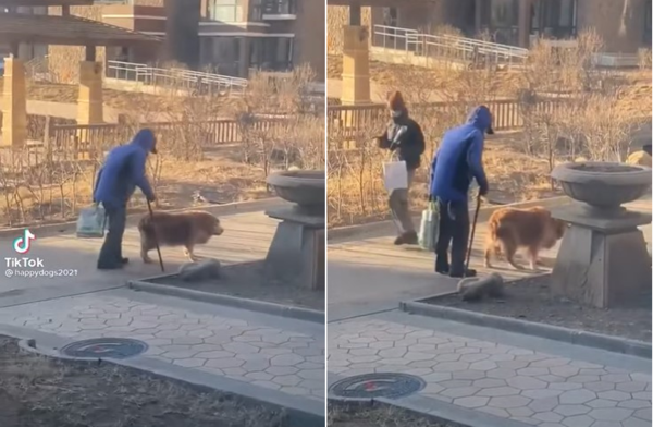 사진출처='@happydogs2021' TikTok
