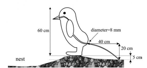 사진출처=Pressures produced when penguins pooh