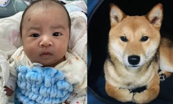 "죽은 반려견이 환생한 듯"…아기 이마에 찍힌 '특별한 점'