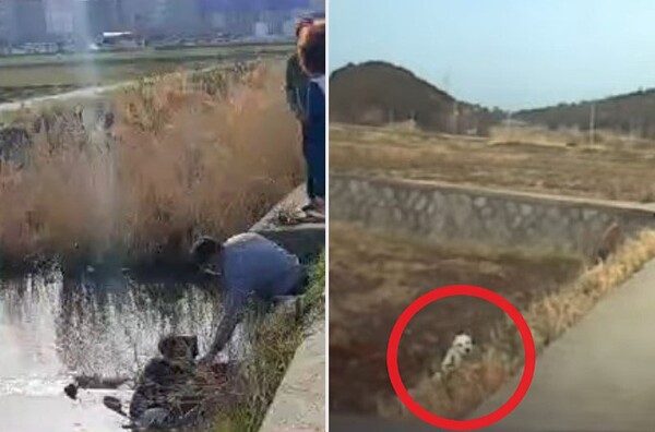 뇌병변 견주 수로에 빠지자 '슈퍼히어로' 댕댕이가 보인 행동