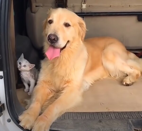 사진출처=YouTube 'Viral Paws'