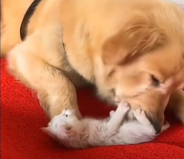 사진출처=YouTube 'Viral Paws'