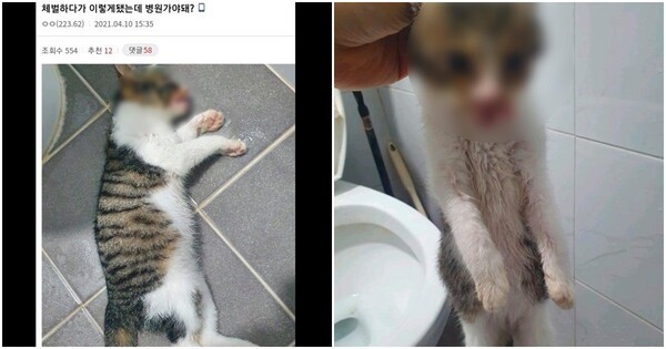 '냅두면 회복하려나?' 커뮤니티에 게시된 학대당한 고양이 사진 논란