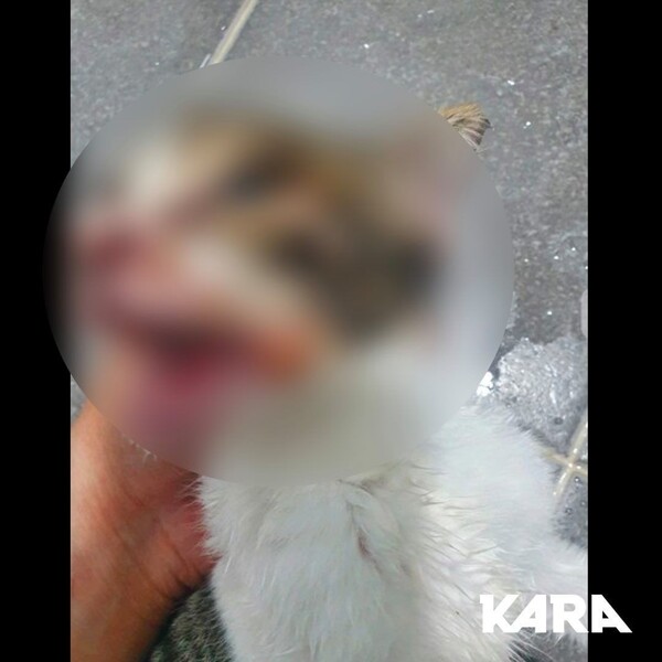 사진출처='kara.animal'(동물권행동 카라) facebook