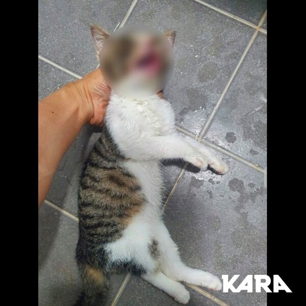 사진출처='kara.animal'(동물권행동 카라) facebook