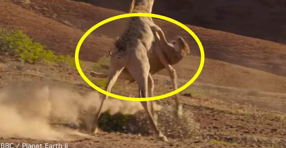 출처=BBC / Planet Earth Ⅱ