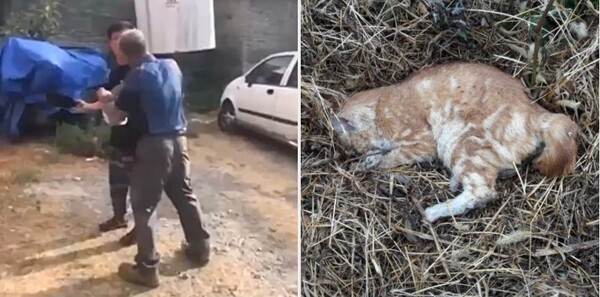 "10여 년간 고양이를 살해해온 신탄진 살묘남을 막아주세요" 靑청원 등장