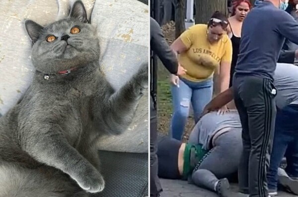 증오범죄 표적 된 반려동물…美 스타 고양이, 10대 소년 폭행으로 숨져
