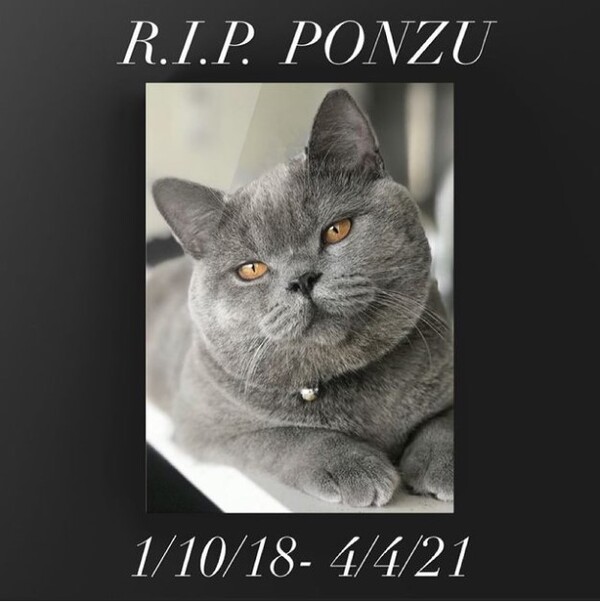 사진출처='@ponzucoolcat' INSTAGRAM