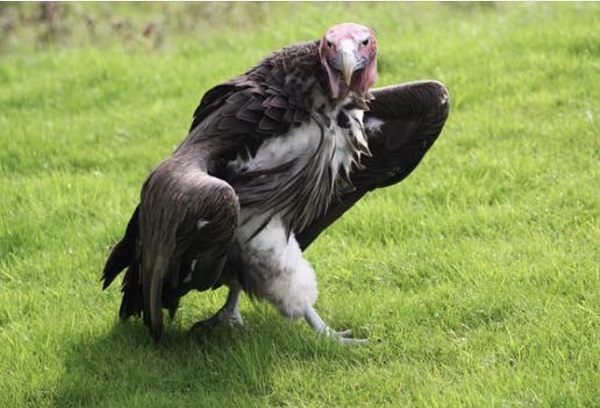 사진출처ⓒ='@lappet_faced_vulture' instagram