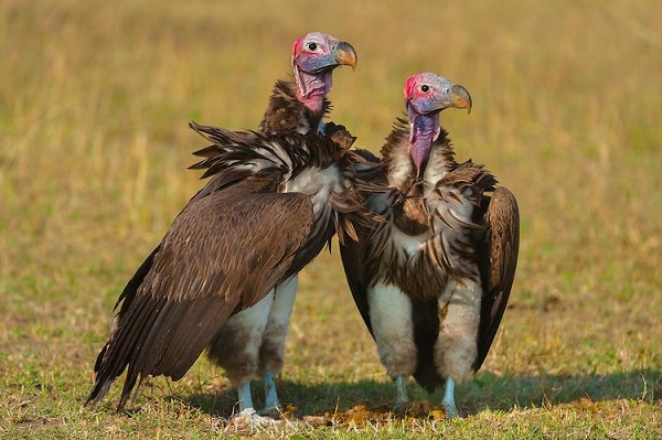 사진출처ⓒ='@lappet_faced_vulture' instagram