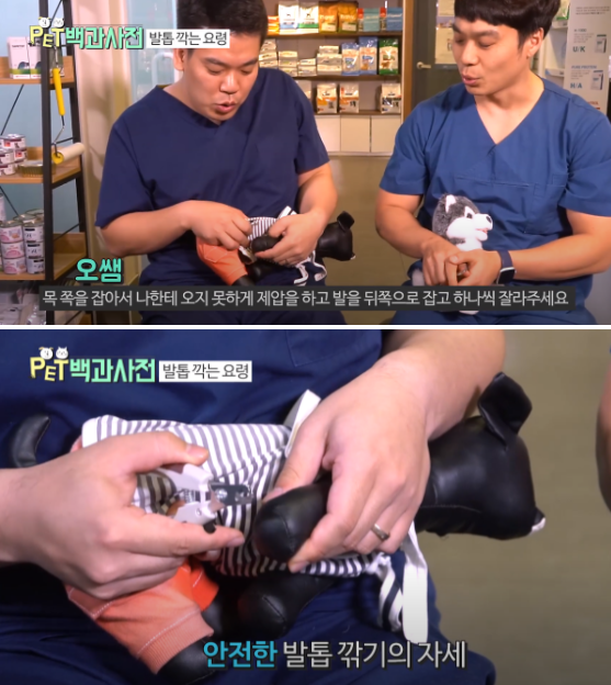 수의사가 말하는 '반려동물 발톱' 쉽게 깎는 꿀TIP