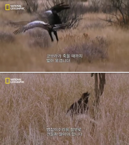 사진출처=YouTube '내셔널지오그래픽-National Geographic Korea'