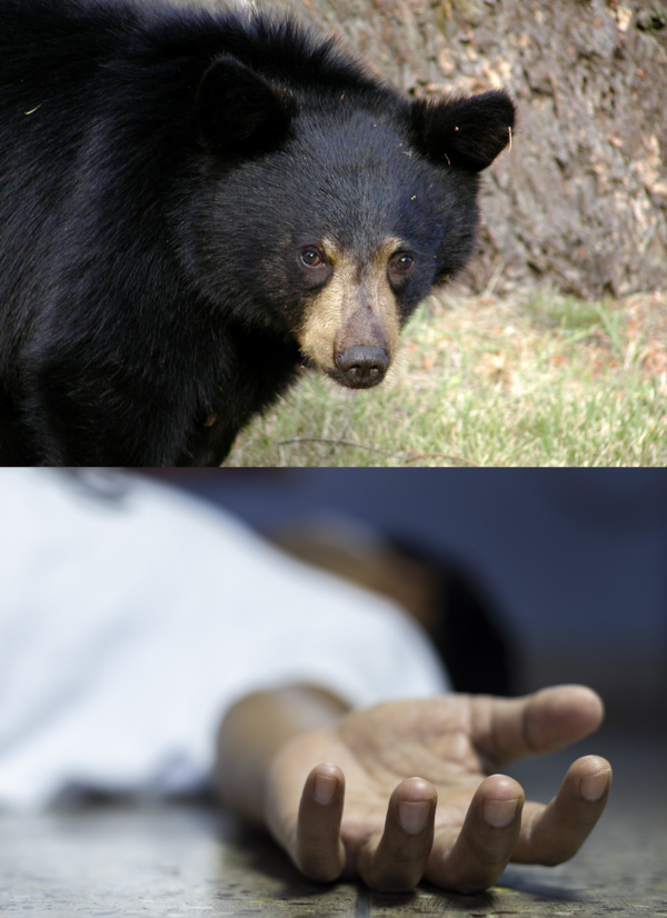 반려견 산책 중 실종된 美여성, 야생 곰 뱃속에서 '신체 일부' 발견
