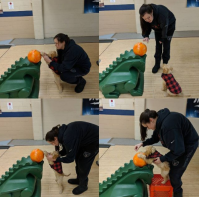 사진출처='@blakethebowlingdoodle' instagram