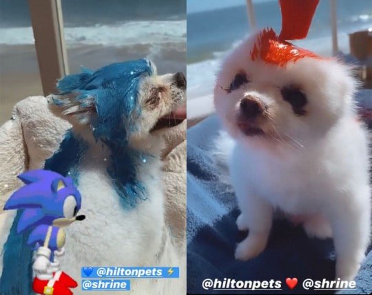 사진출처='@hiltonpets' instagram