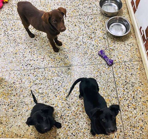 사진출처=Humane Society of Northwest Louisiana' facebook