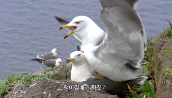 해당 내용의 이해를 돕는 사진 [사진출처=YouTube '포항MBC']