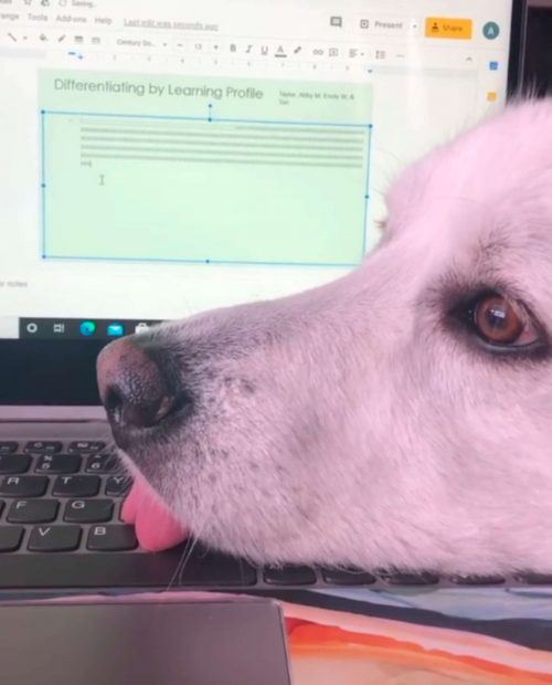 사진출처='@maggie_greatpyrenees' instagram