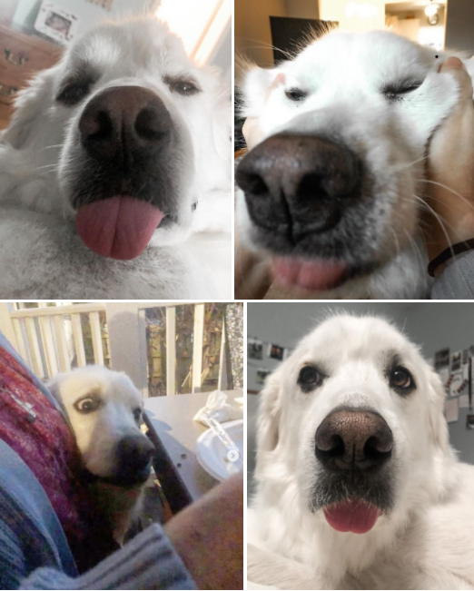 사진출처='@maggie_greatpyrenees' instagram