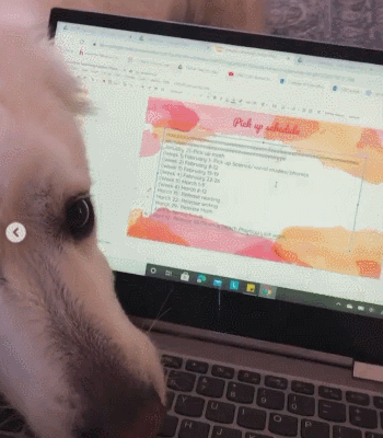 사진출처='@maggie_greatpyrenees' instagram