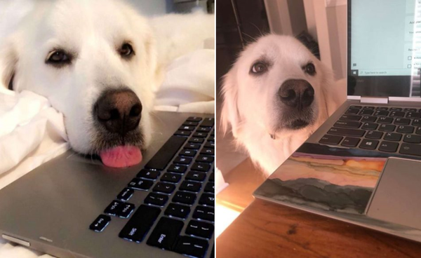 사진출처='@maggie_greatpyrenees' instagram