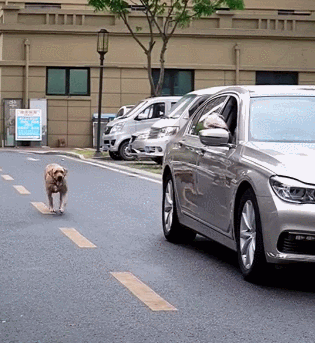 사진출처='@woowpets' TikTok